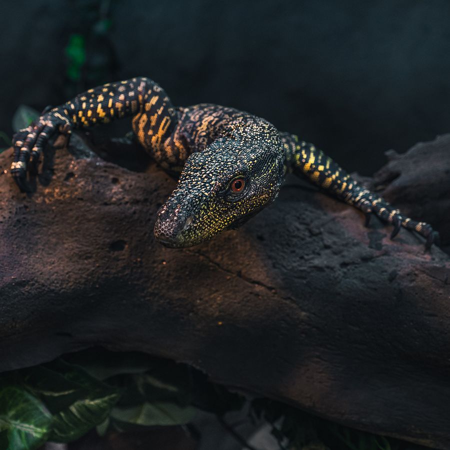 Baby Croc Monitor #2 product image (1)