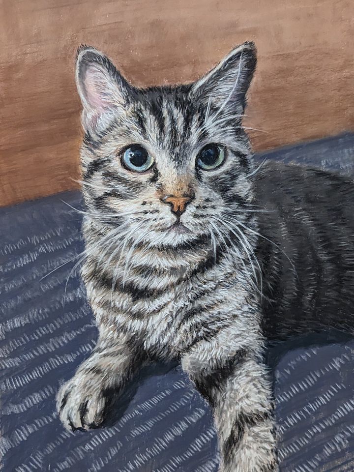 Tabby product image (1)