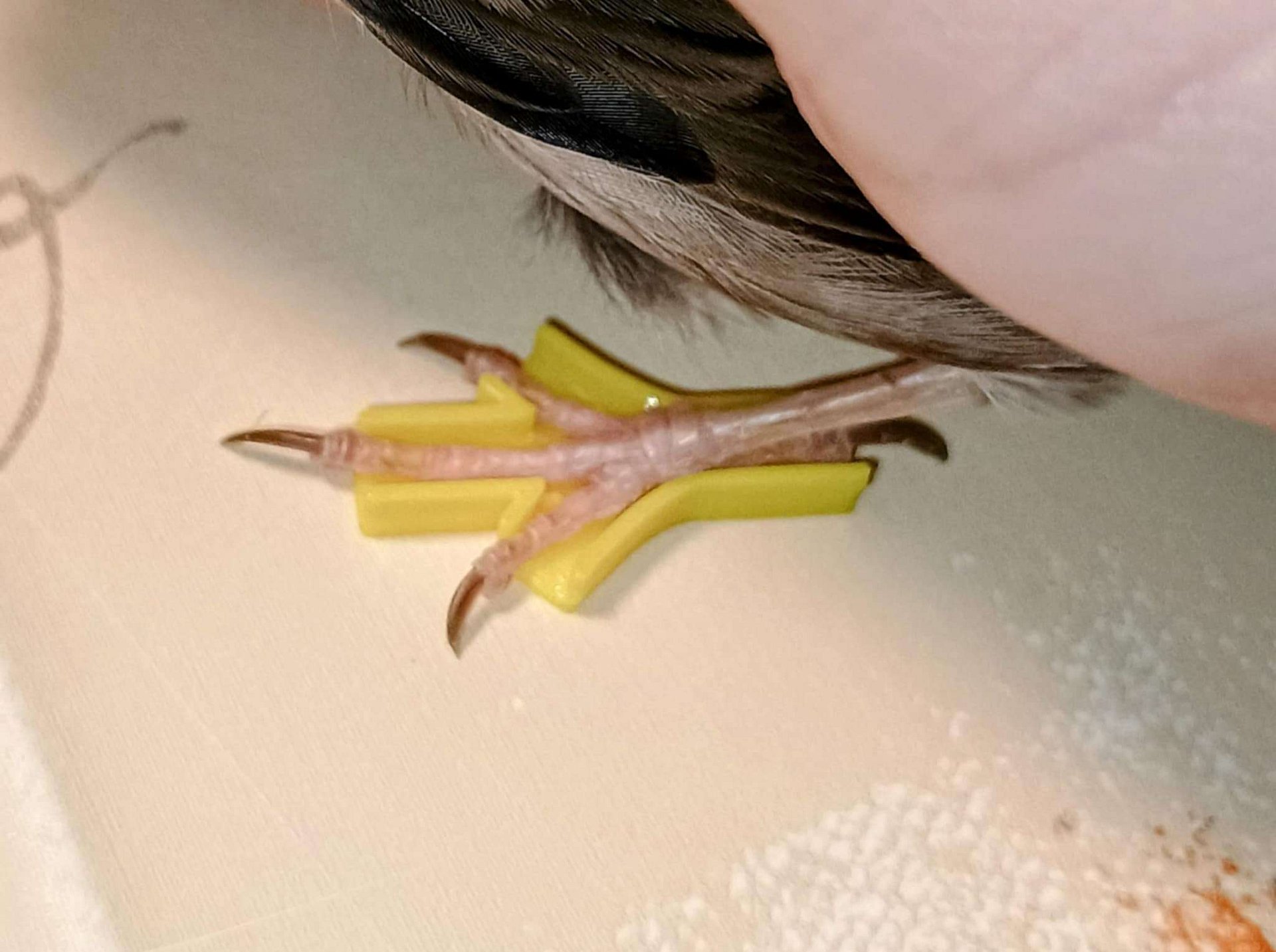 Spatzen und Grünfinken Schuhe product image (2)