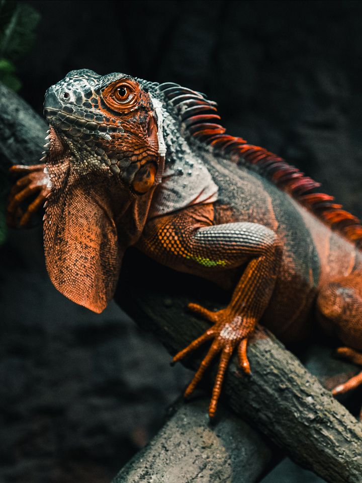 Red Iguana product image (1)
