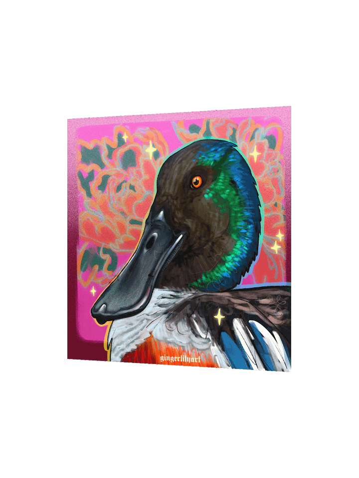 northern shoveler duck product image (4)
