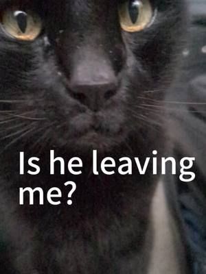 Should I feed him more? 😂 #cats #comedy #funny #blackcats #catsoftiktok #skit #fyp #funnycats 
