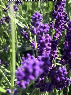 Do you want free lavender plants? 3 ways you can get them #beginnergardening #cottagegardenplants #lavender 