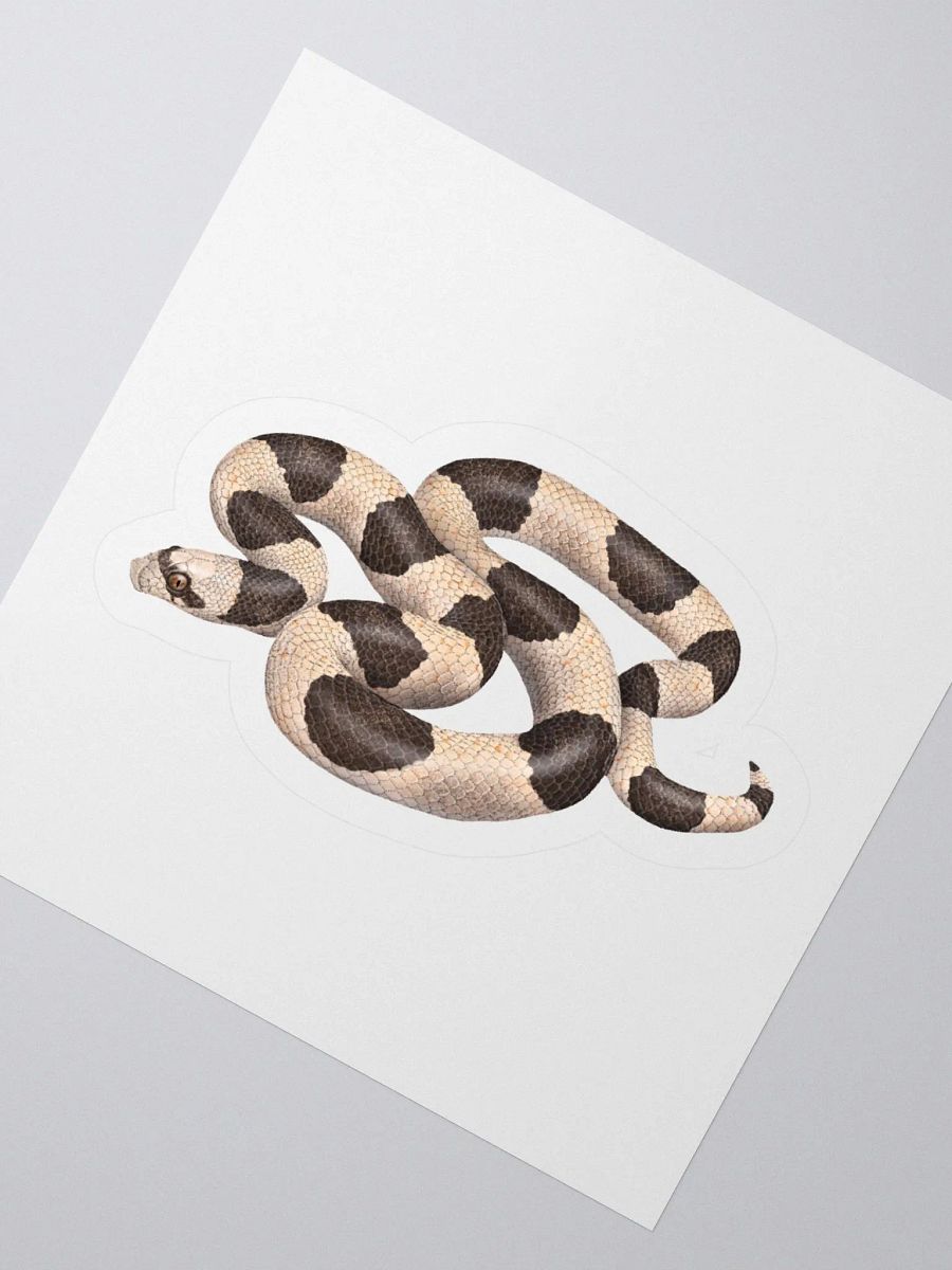 Die-Cut Sticker – Saddled Leaf-nosed Snake product image (4)