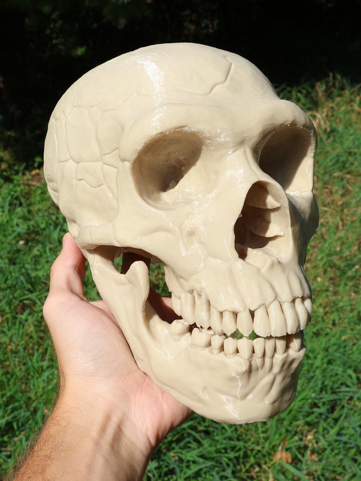 Neanderthal Skull Replica Unpainted product image (1)