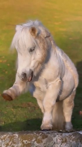 Pony Power 🌟

@playlovelearn.se