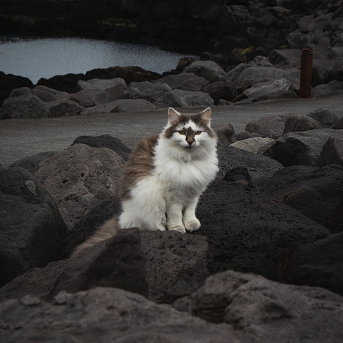 Travel to Iceland with me and hunt down cats to take photos of. 

In September, @the_norse_witch and I will be traveling to I...