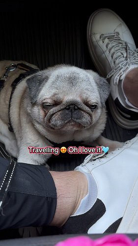 Here is Mirri’s Summer activities part 1 😍 This is the way the senior pug love to be during hot summer, always remember: enou...