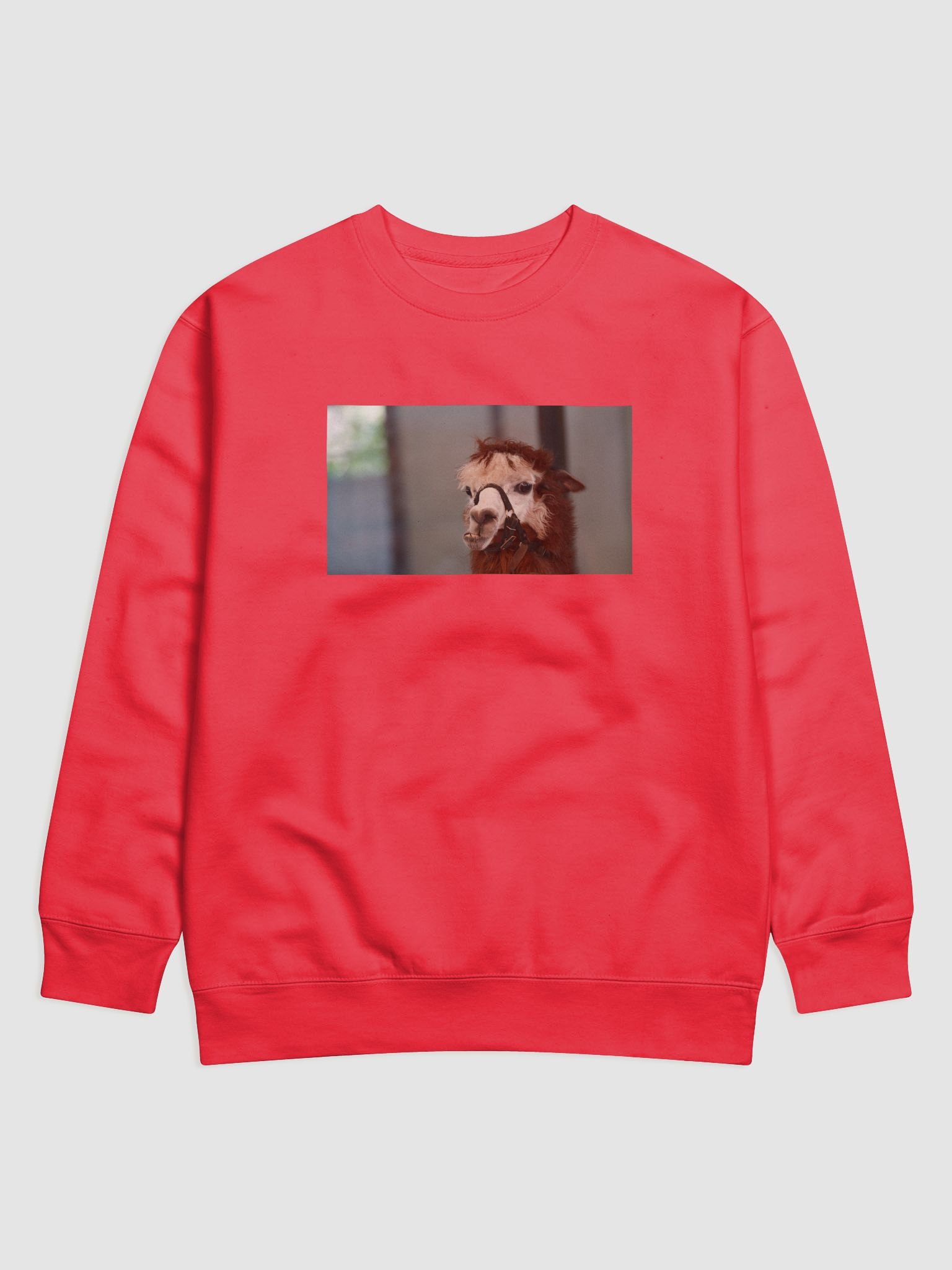 Halter-Clad Llama Cotton Sweatshirt product image (1)