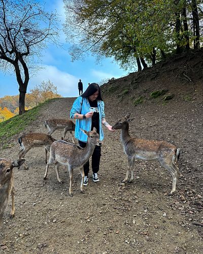 perfect day 🦌