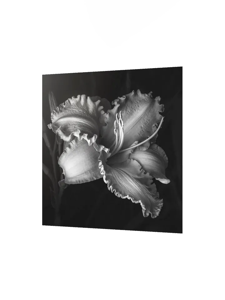 Ruffled Daylily in Monochrome product image (2)