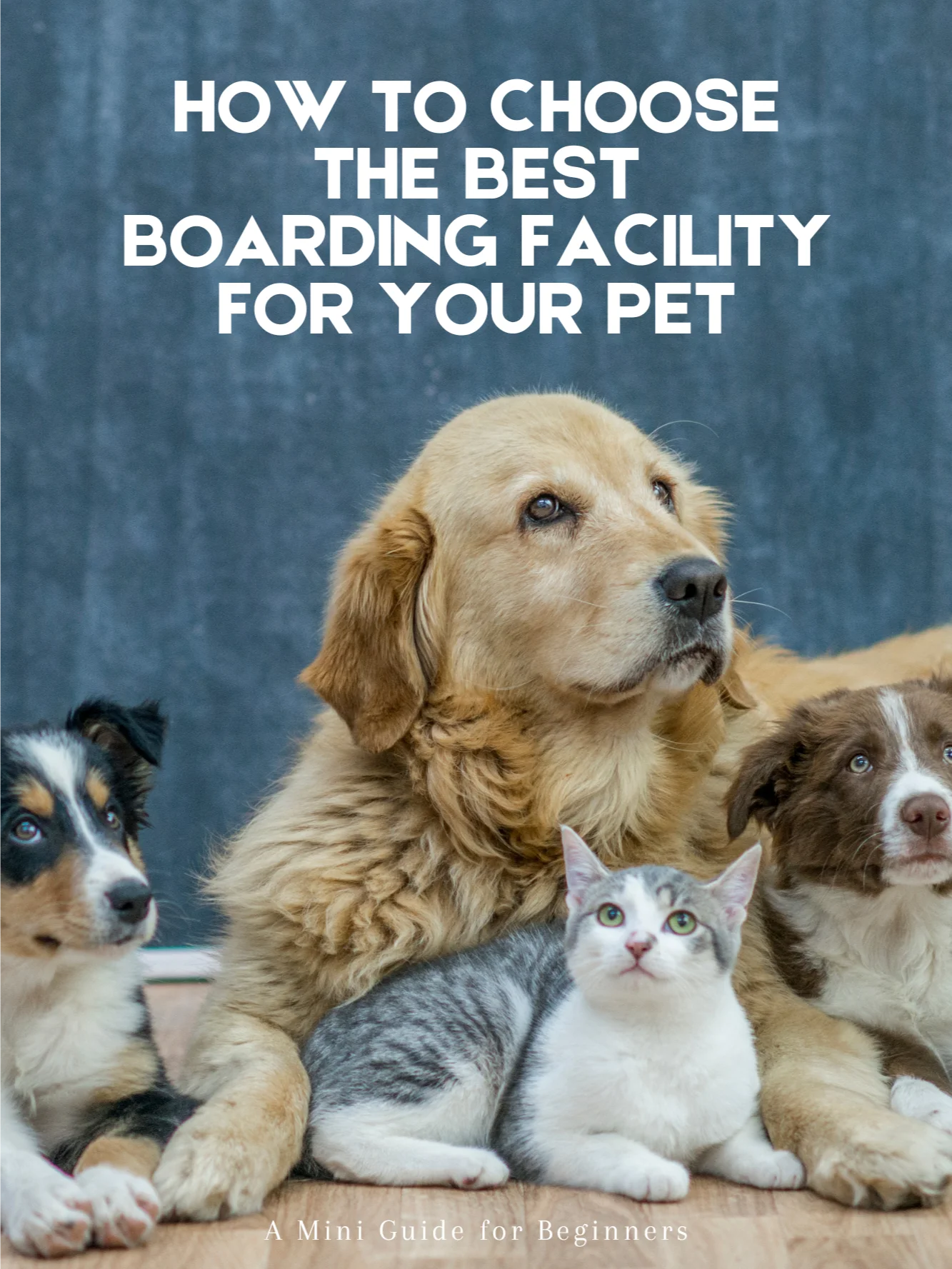 How to Choose the Best Boarding Facility for Your Pet product image (1)