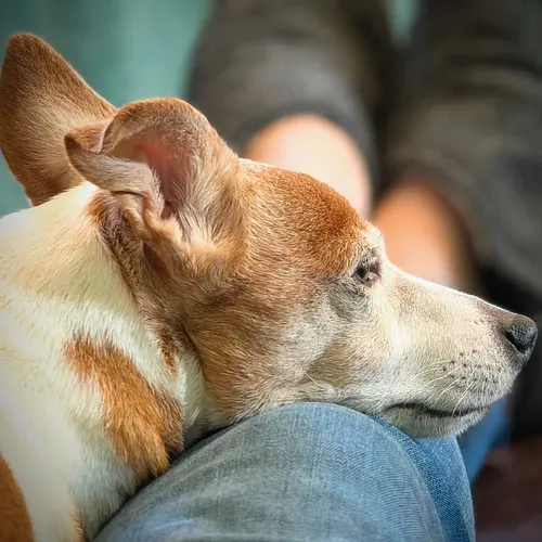 Lazy Bella morning.

#dogsofinstagram #doggo #jackrussell #twitchstreamer