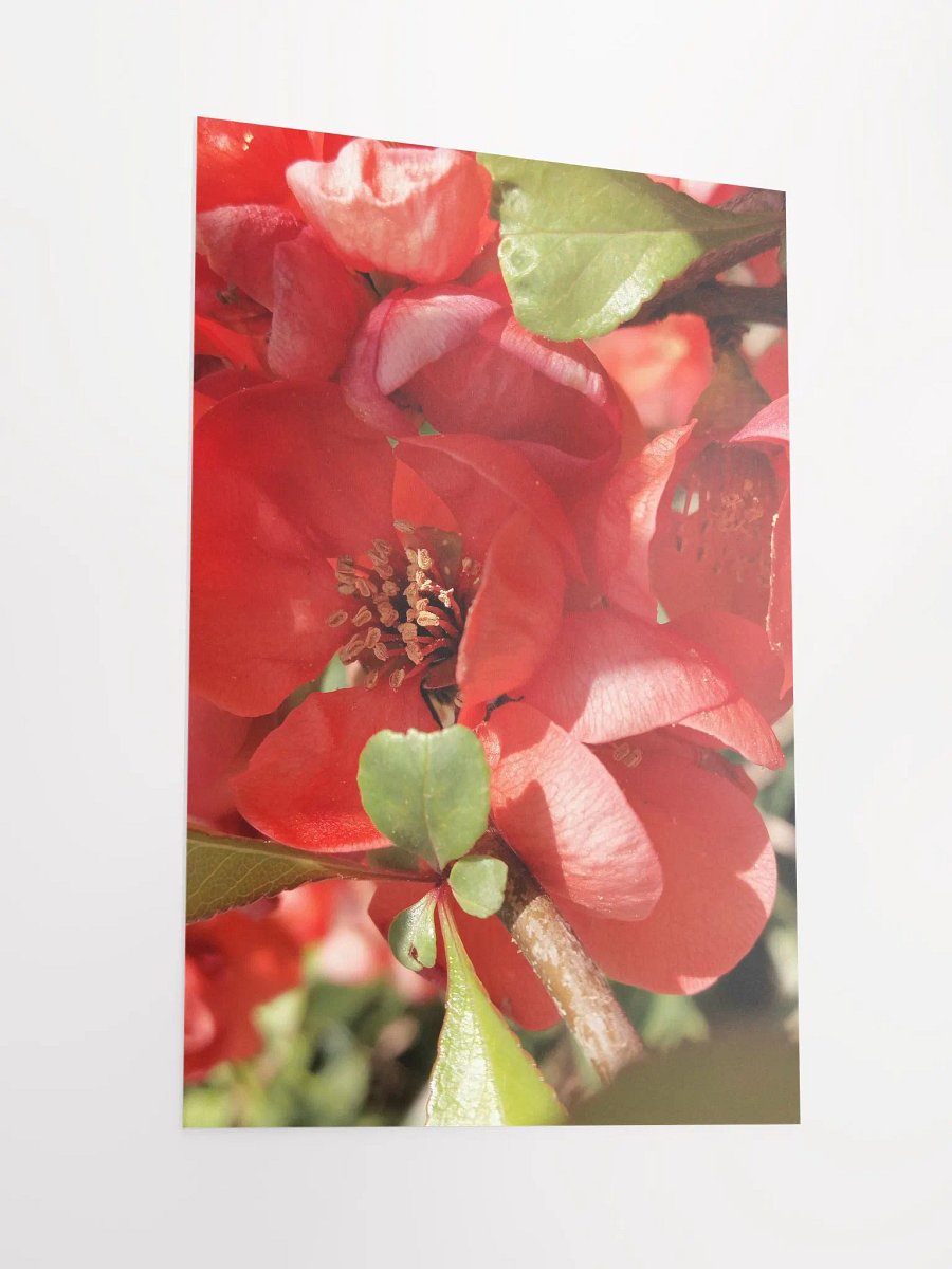 Chaenomeles × Superba Print Poster , Floral Art, Red Flower Print Poster, 12x18