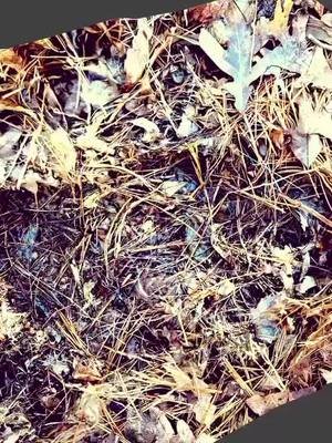 14 “ X 7” inch Bigfoot track in my backyard complete with toes! #Fourthwall #tiktok #bigfoot #Yt #fyp 