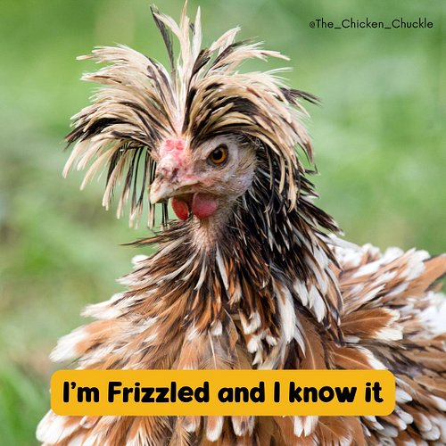 Tell us below if you have frizzled tolbunt chickens? 

#frizzlechicken #tolbuntpolish #polishchicken 

follow @the_chicken_ch...