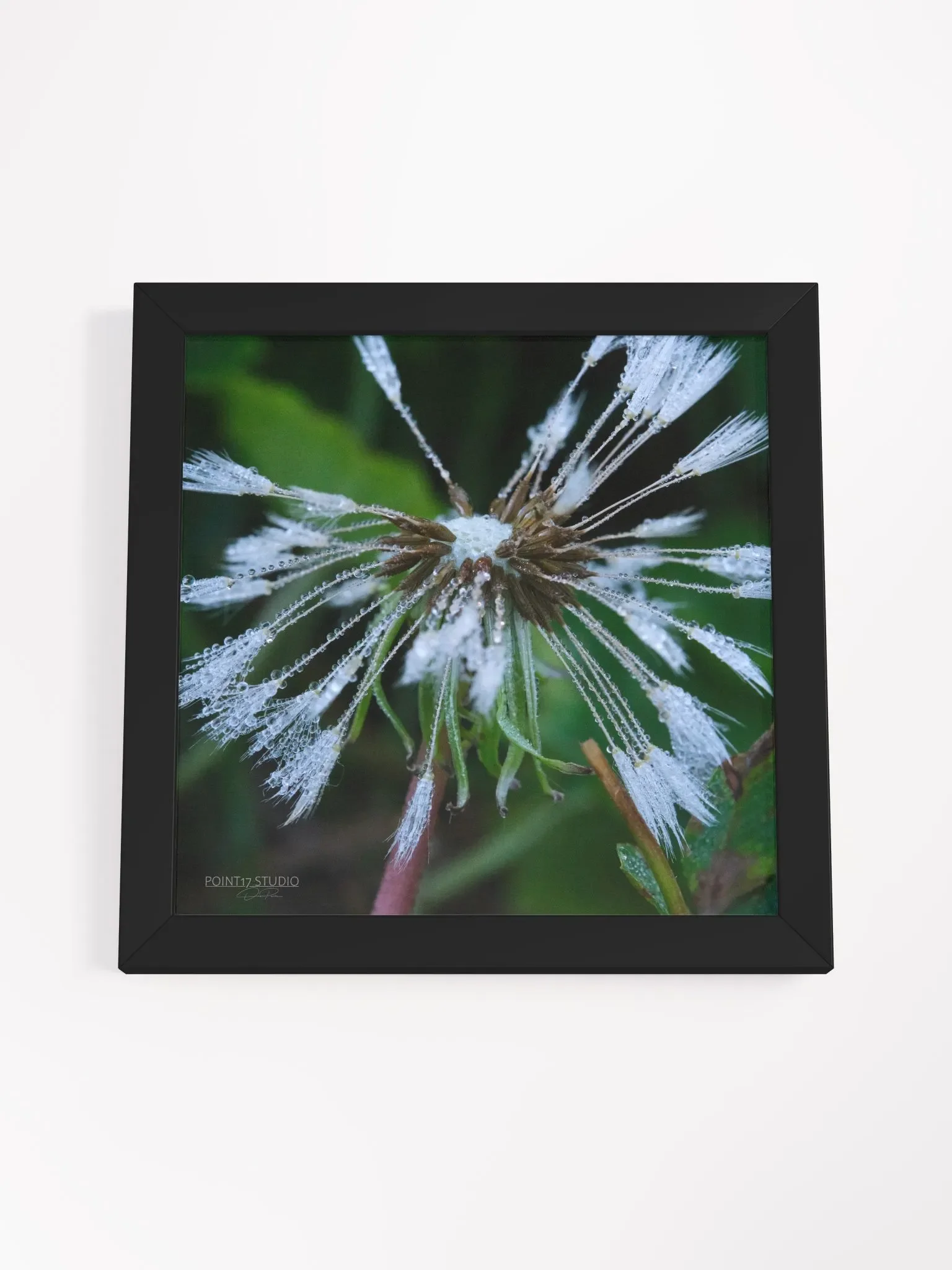 Dandelion #2 - Framed Print product image (4)