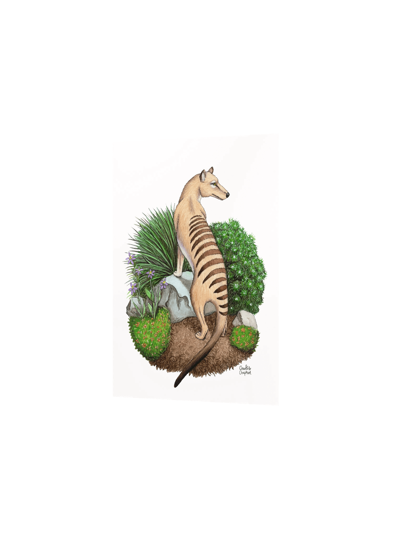 Thylacine - Art Print product image (3)