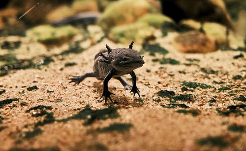 With more than 460 species declared extinct in the last decade & hundreds more on the way, this #EndangeredSpeciesDay is a cr...