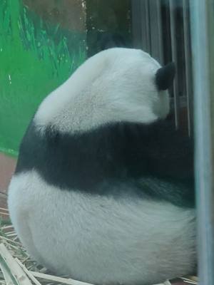 雅一又霸屏了