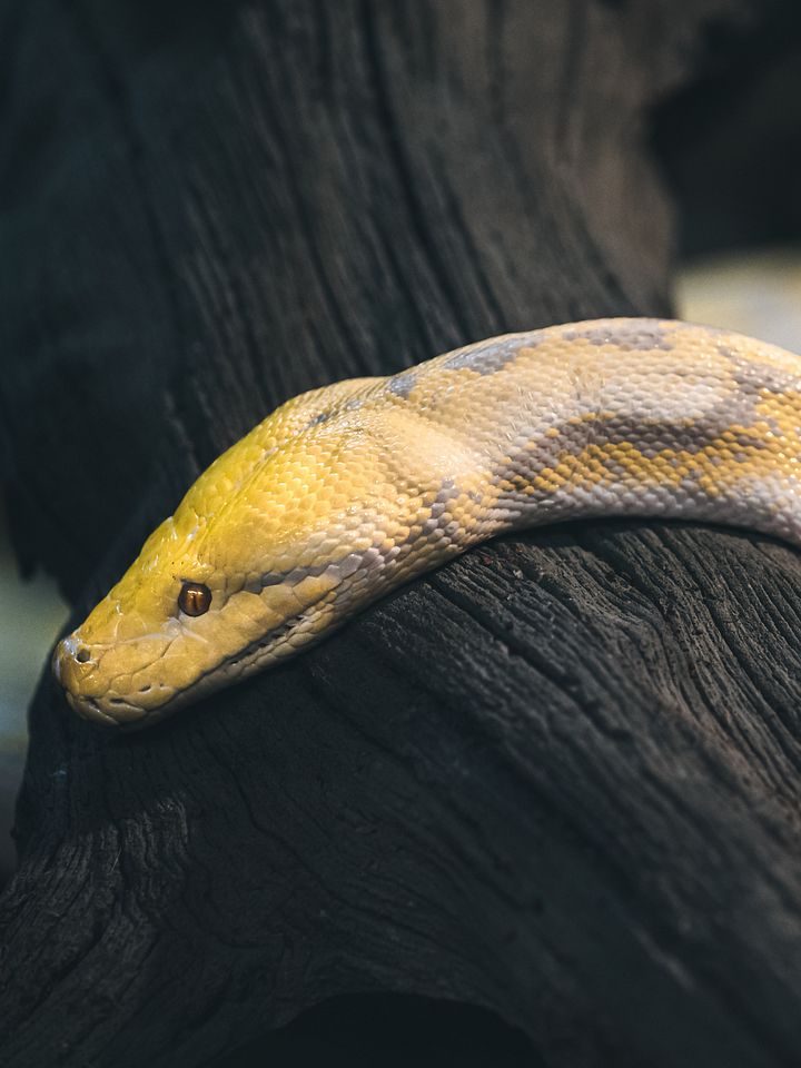 Albino Reticulated Python Perched product image (1)