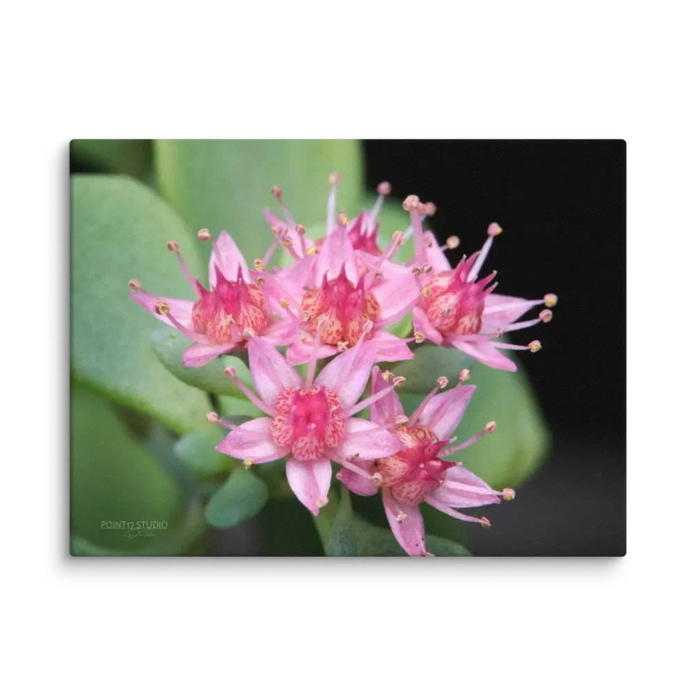 Sedum Blossoms - Print On Canvas product image (1)