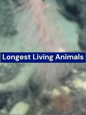 Longest Living Animals ___ Join us on Telegram, to open your mind to the reality of this world = (Censored/Banned) content on this platform!! https://t.me/DiverseTop5 **Promo** For $77+ purchases Check out the promo: https://diverse-top-shop.fourthwall.com/promo/AUTO_E0_EWCZYQE9UA721EGLP  _________________ https://youtu.be/lvQSunM1nYw _________________ 🎵 Music: https://youtu.be/K4CSZe9sMT0 ✨ Artist: https://www.youtube.com/@UCCb8hPNdW0aPW4iWSIG14HA  🎵 Music: https://youtu.be/QoGvjEZ80HI ✨ Artist: https://www.youtube.com/@UCCb8hPNdW0aPW4iWSIG14HA  🎶 You can also find other cool music without copyright here: https://youtube.com/@DiverseCool?si=0cNKW1wfcu9IV411 ________ 📩 For Business email me at:  diversecontact7@gmail.com Or on, Facebook: Diverse Top 5 Instagram: @diversetop5 X: @Diversetop ________ ~ Wish you all a good time , , 🌹 Enjoy,,✨