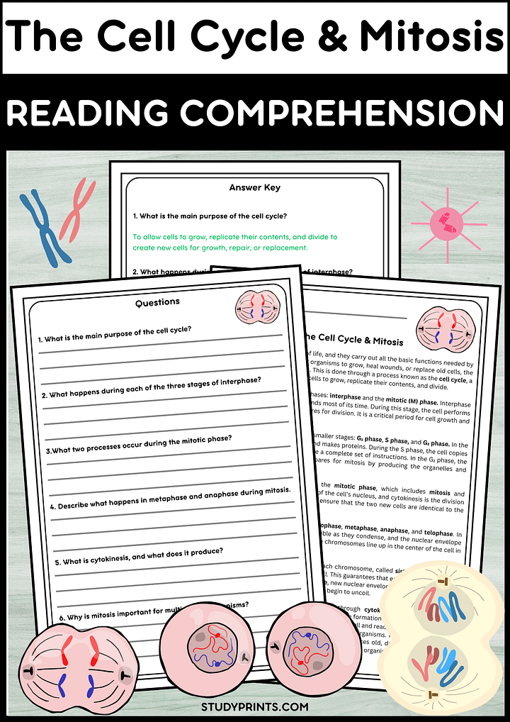 The Cell Cycle & Mitosis Reading Comprehension Passage with Questions & Answers product image (1)