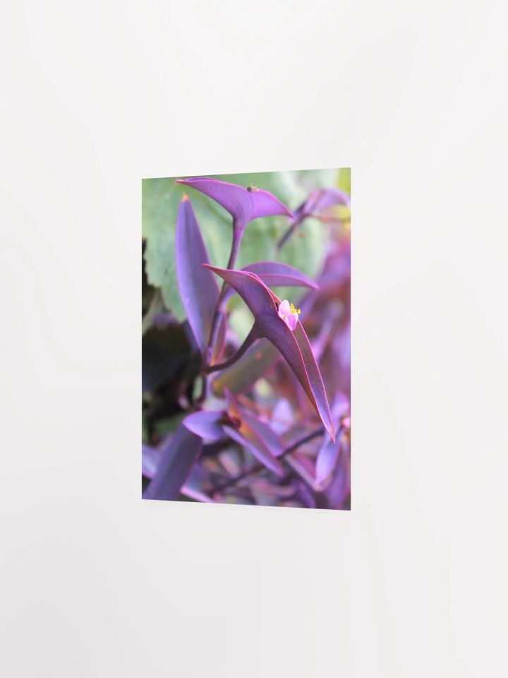 A Study in Flowers 9 product image (2)