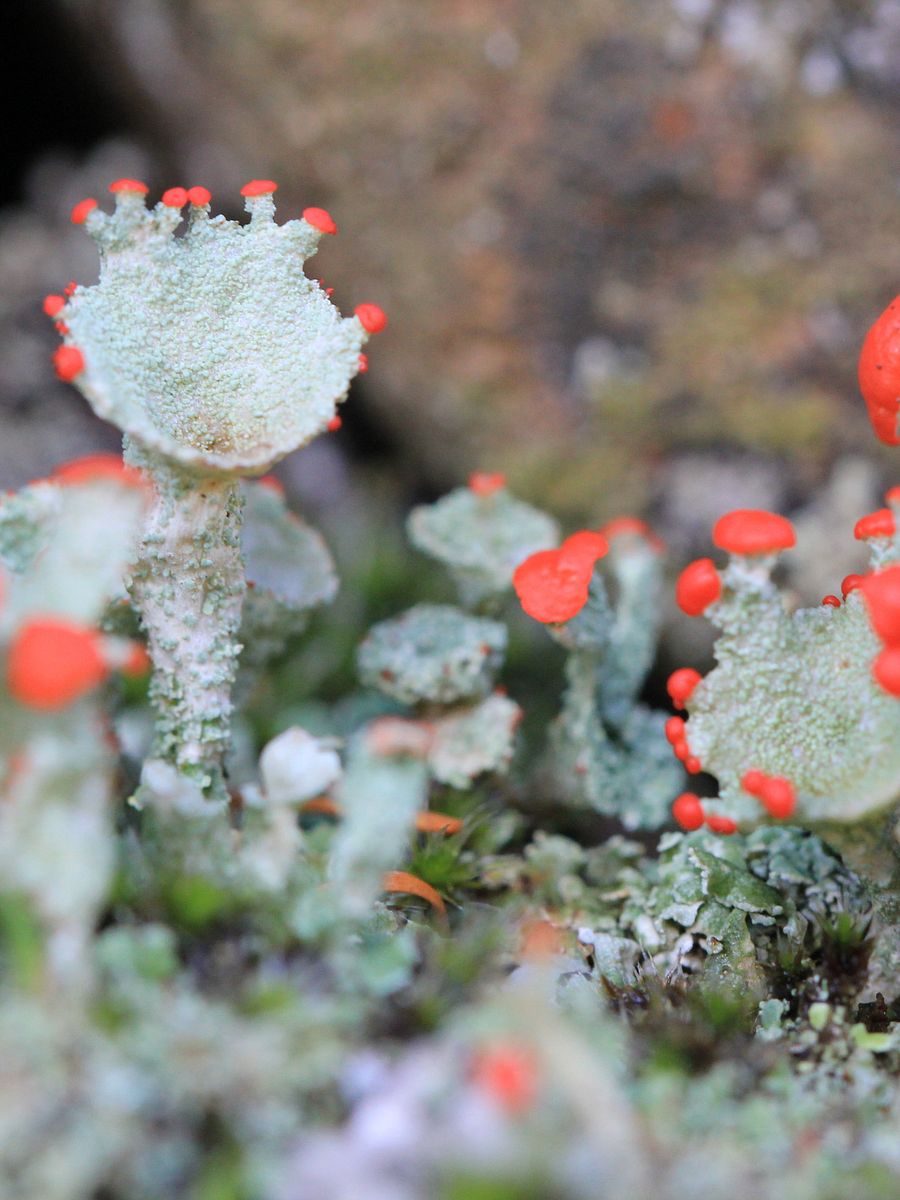 Lichen Image Collection product image (12)