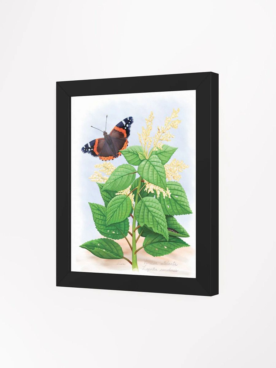 Red Admiral Butterfly product image (32)