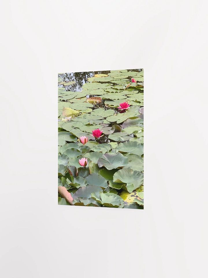 Pink Water Lilies in a Pond product image (2)