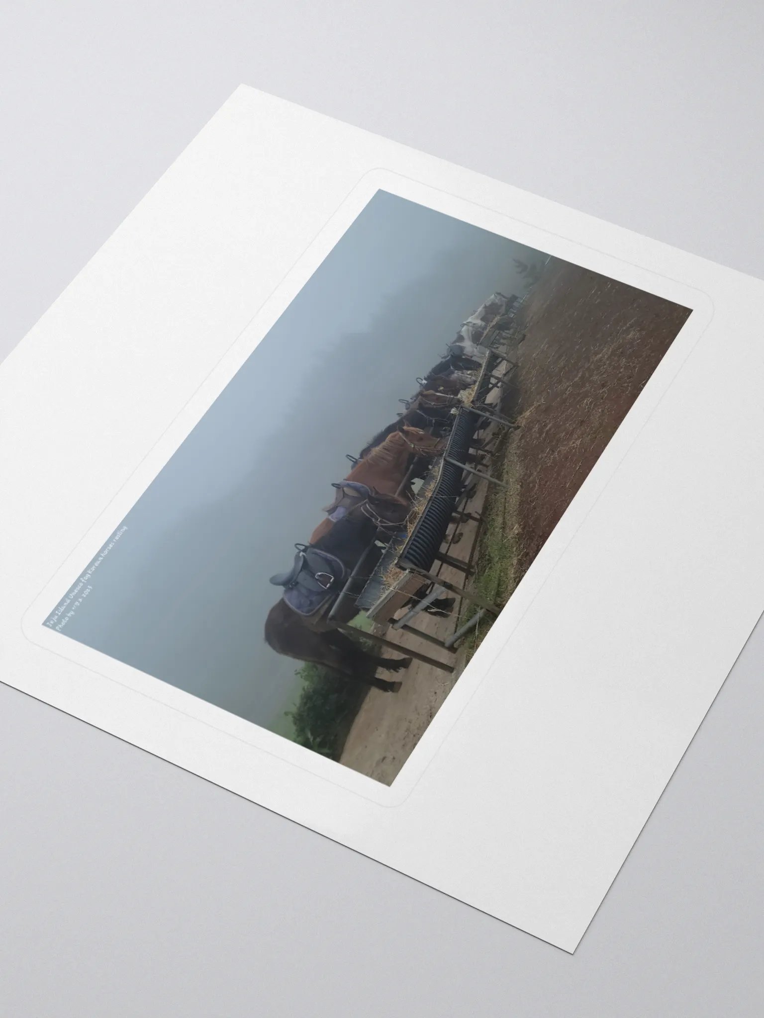 Jeju Island Unesco fog Korean horses resting product image (3)