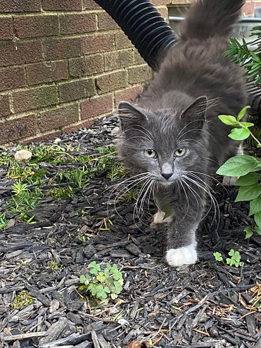 Found this little homeless baby, maybe about 6 months old. Looking for GOOD home for her! PLEASE CONTACT ME!!