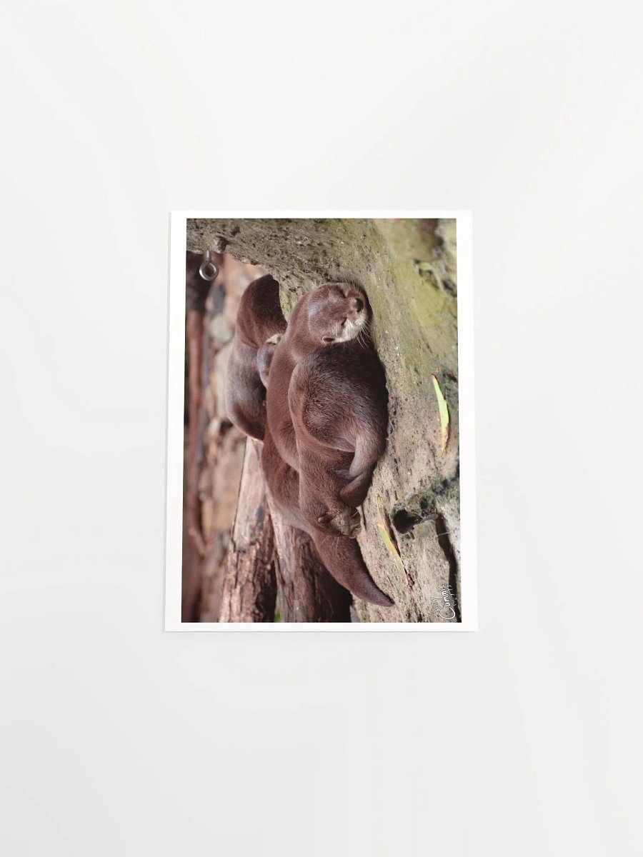 Sleeping Otters - Print product image (4)