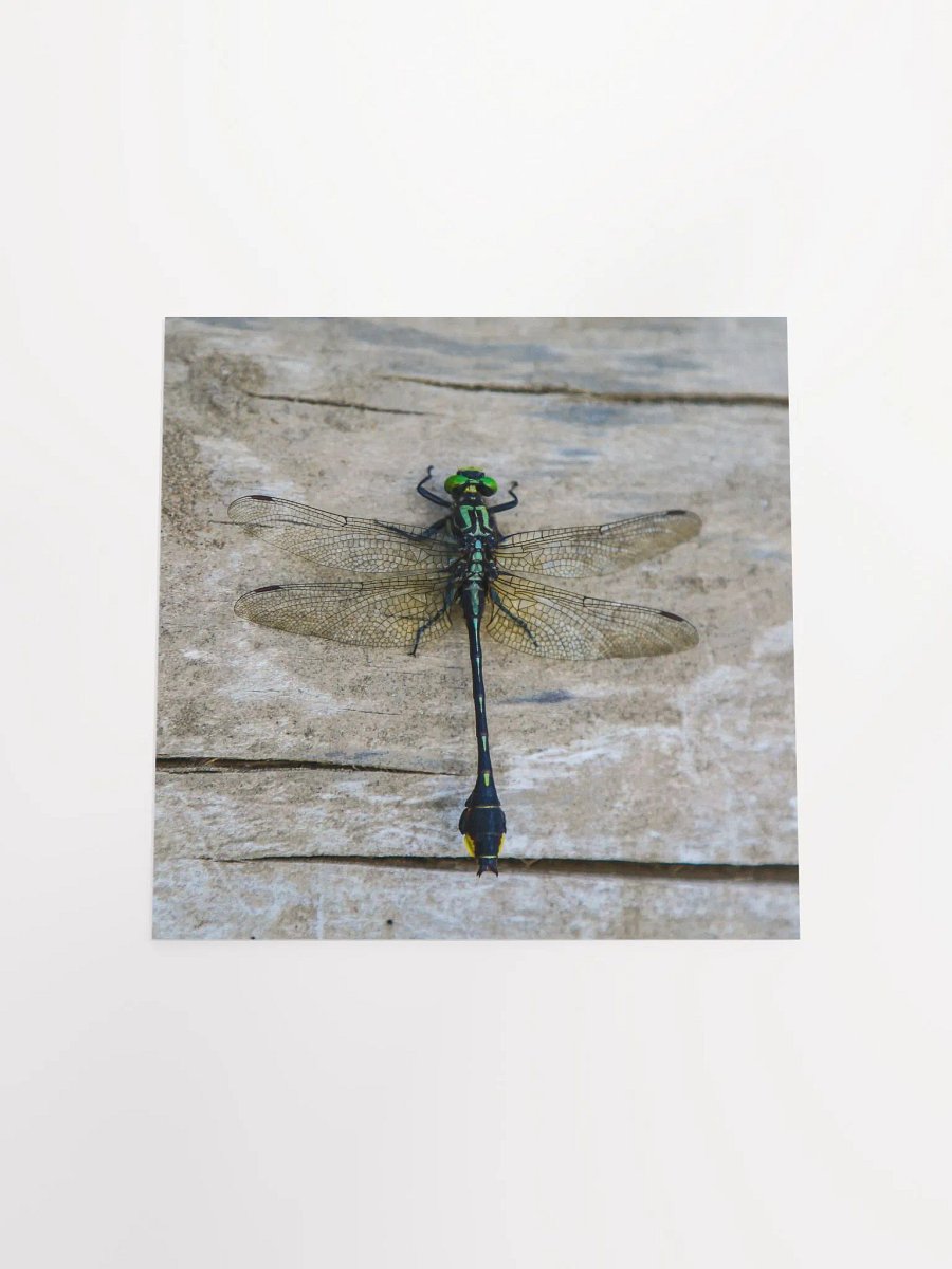 Dragonfly - Poster product image (16)