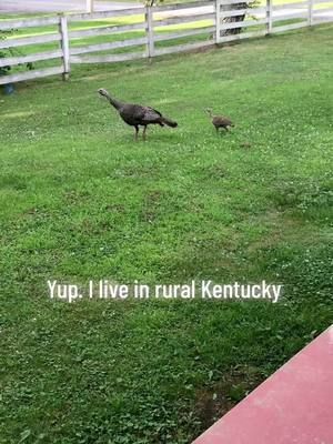 Casual trespassers  #wildturkeys #kentucky #wildlife 