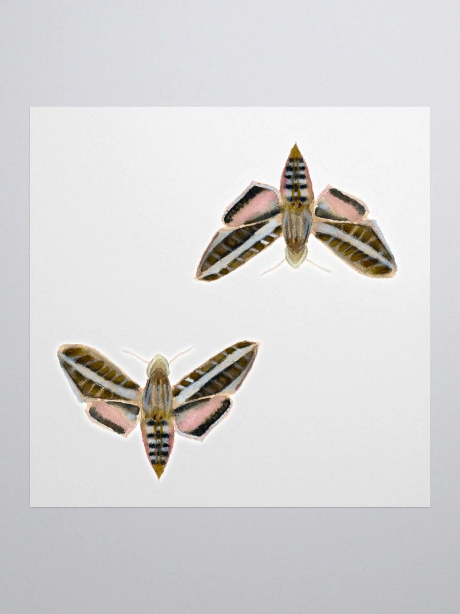 White Lined Sphinx Moth (x2) product image (1)
