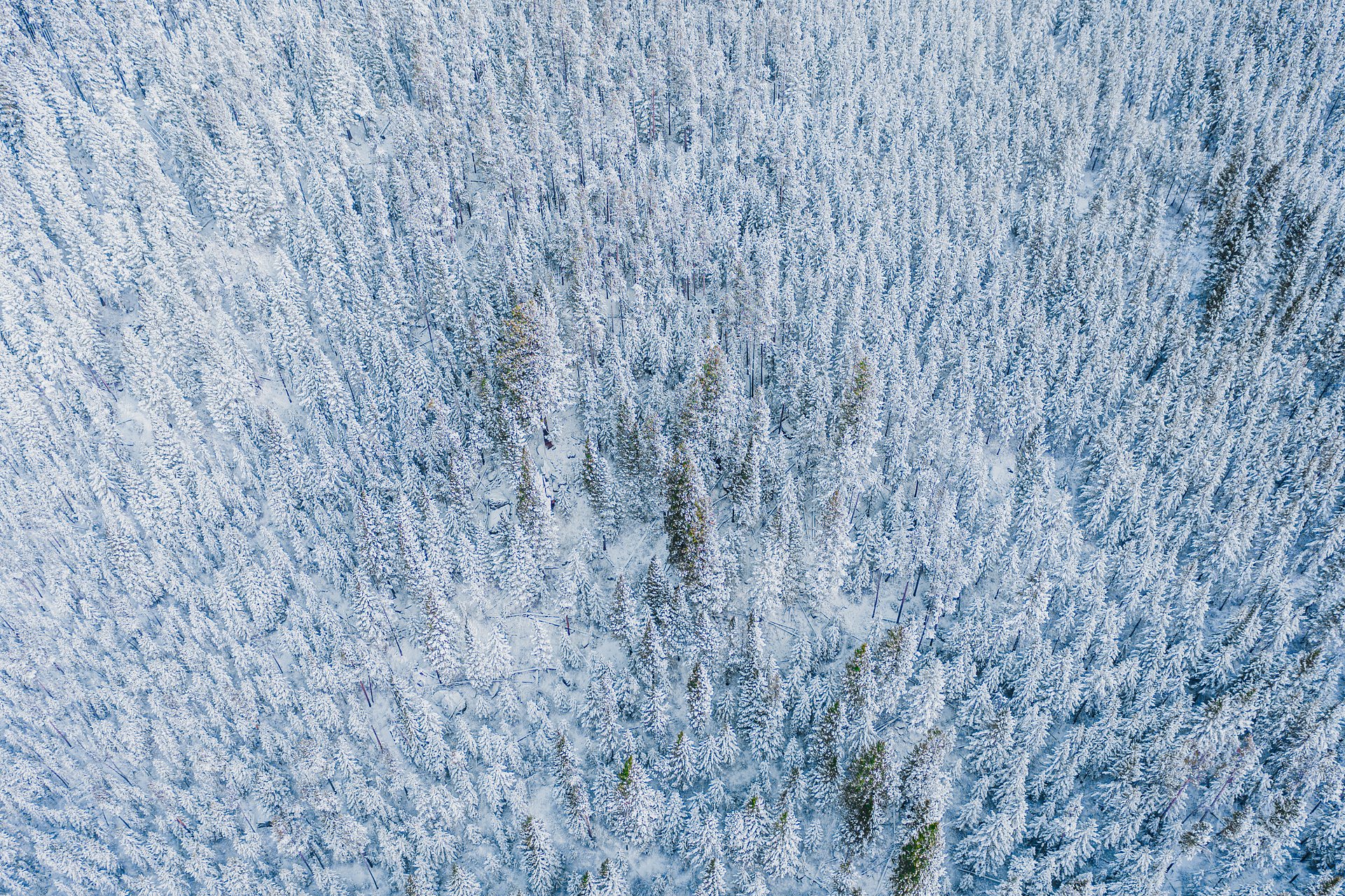 TreeTop product image (1)