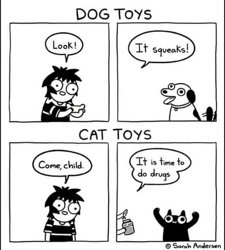 #cats #cat #catnip #funny #comic #kitten #memes #blackcat