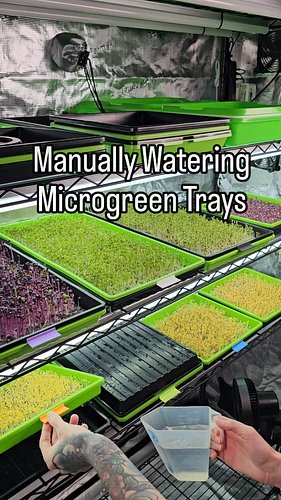 🌱 This is how we manually bottom-water our trays of Microgreens after germination! You just lift the tray with the grow mediu...
