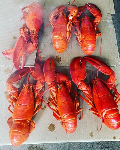 Christmas Eve tradition. 1.5 pounders perfect
