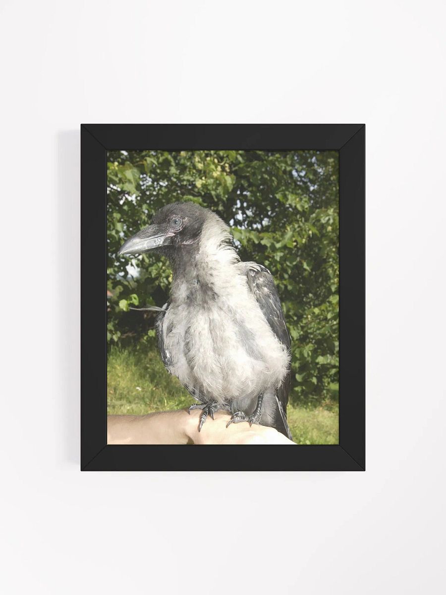 A Heartfelt Tribute to Hafez: The Crow who Stole Our Hearts product image (4)