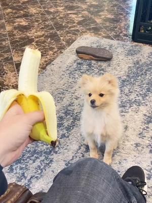 Can dogs eat bananas? #bananas #pomeranian #dogfood #funnydog  #cutedog 