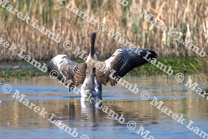 Goose Print product image (2)