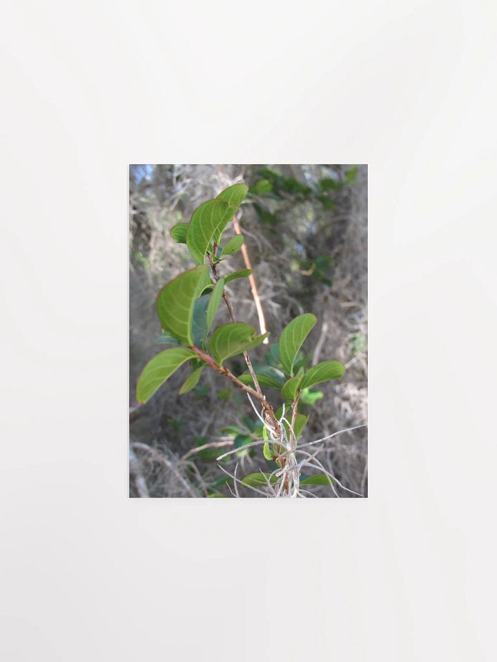 Southern Moss product image (3)
