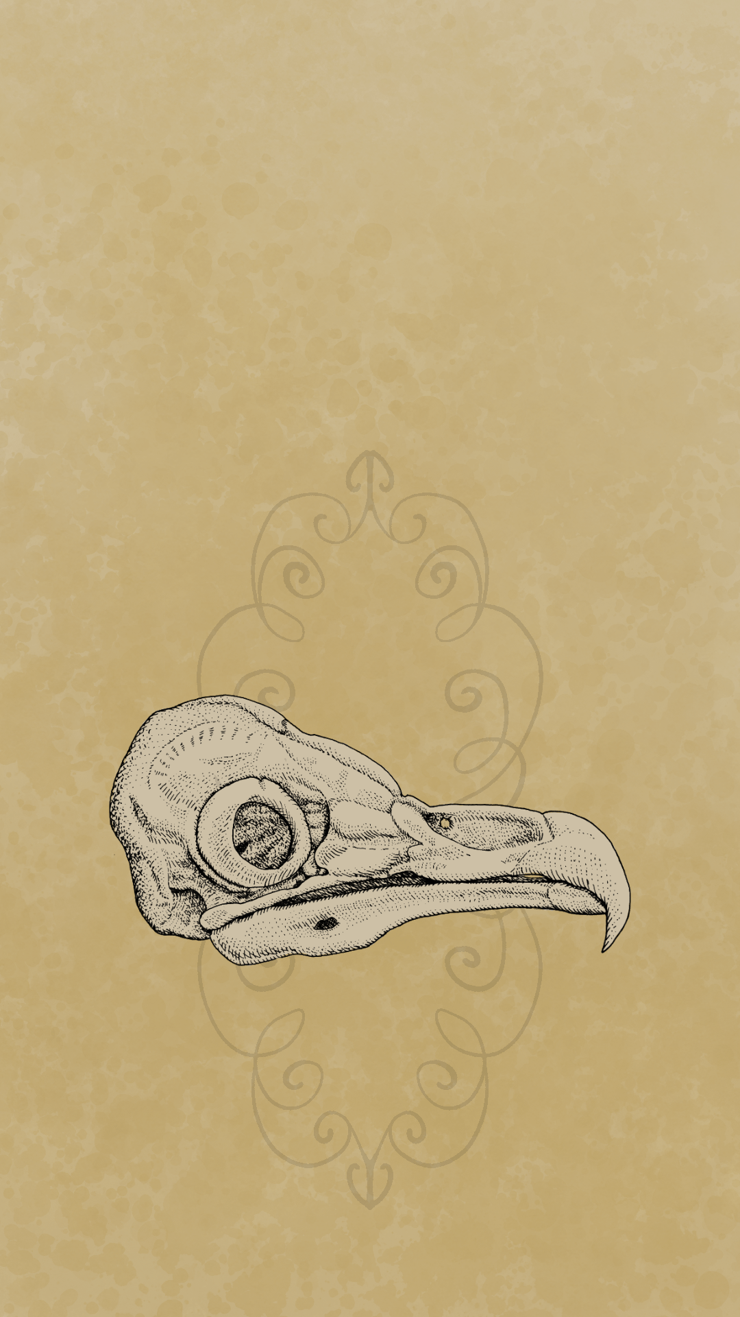 Barn Owl Skull Iphone Wallpaper product image (1)