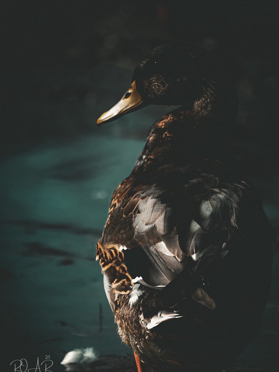 I AM DUCKMAN. product image (2)
