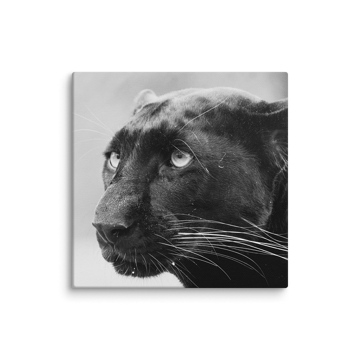 Black Leopard Canvas Print product image (21)