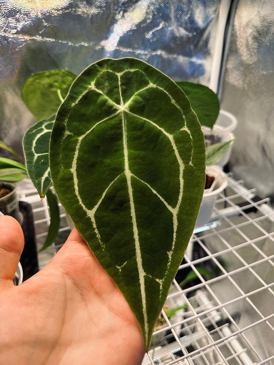 Anthurium Forgetii x self product image (4)